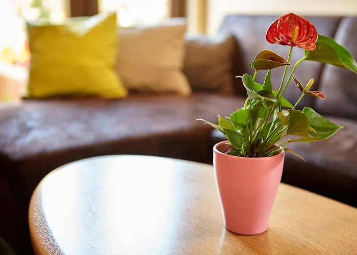 Apartment Rozelor Brasov